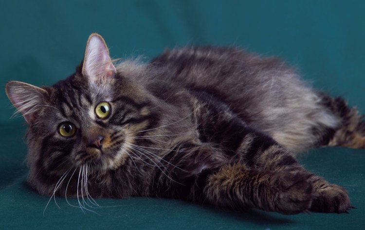 Курильский бобтейл метис