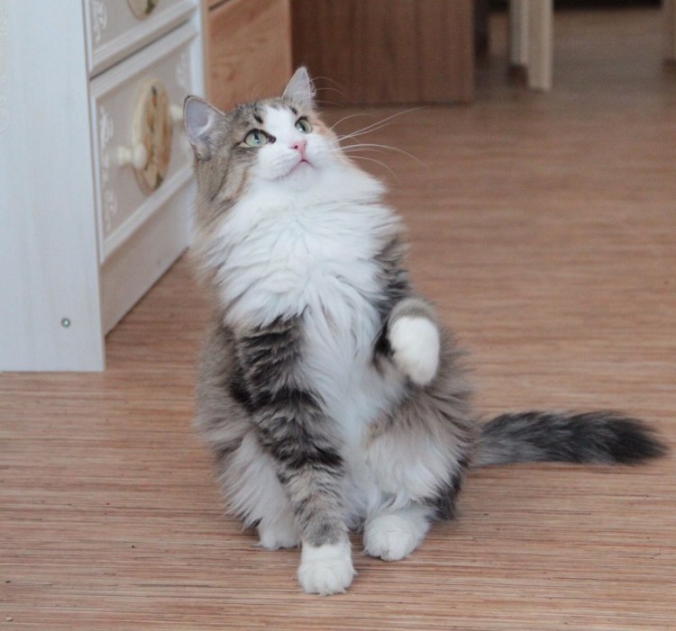 Котята бобтейла фото