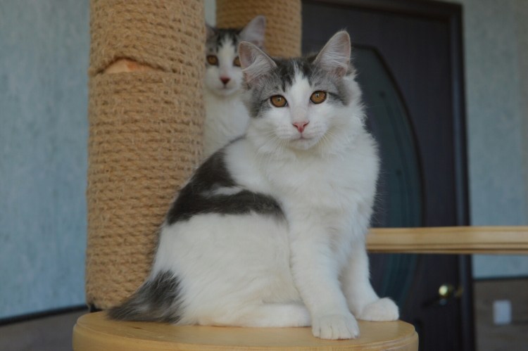 Курильский бобтейл метис