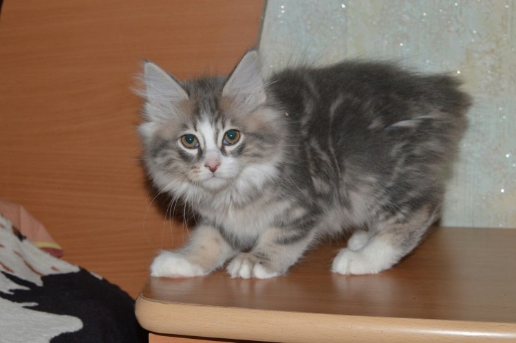 Трехцветный бобтейл мальчик