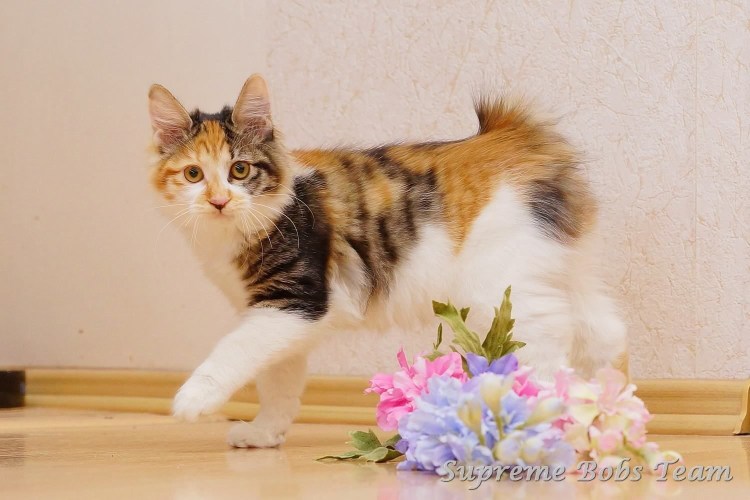 Норвежская Лесная биколор