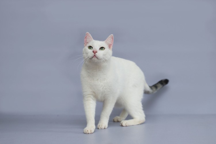 Бобтейл кот вислоухий