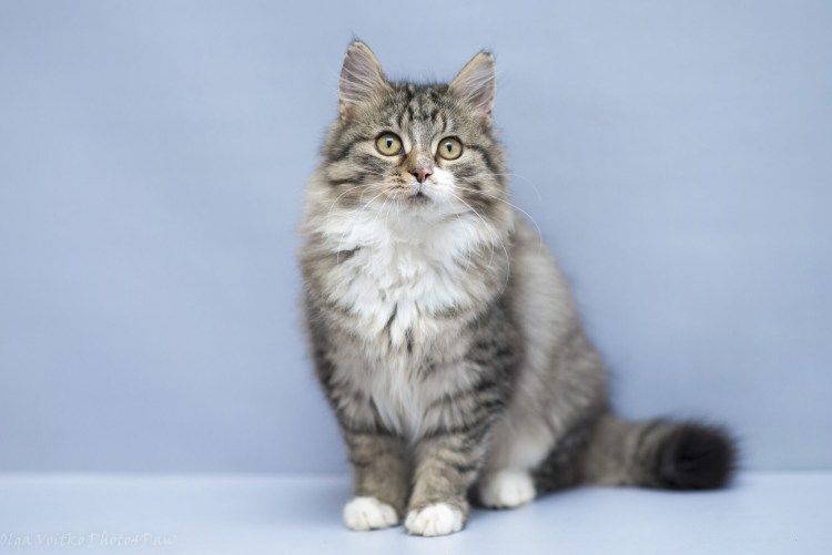 Животные в дар кошки