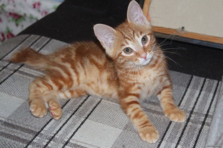 Курильский бобтейл длинношерстный