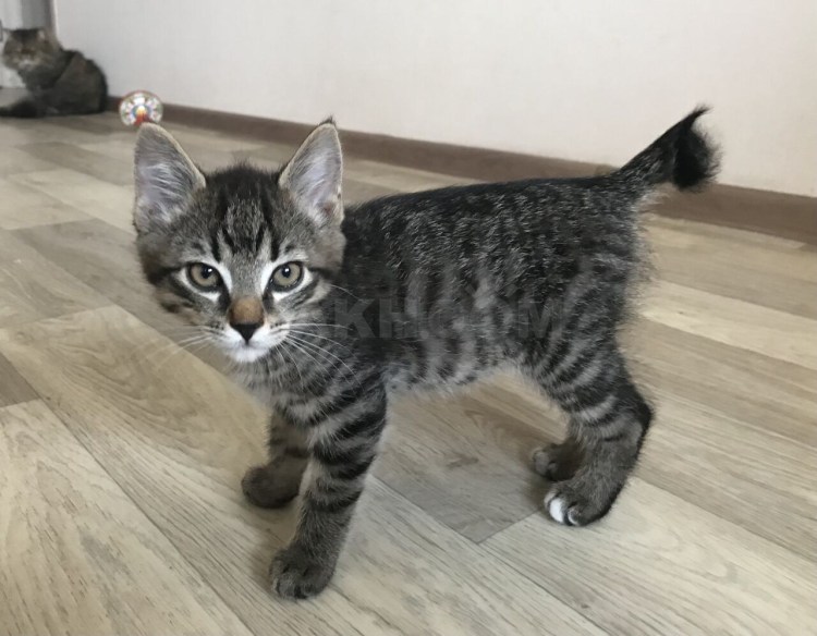 Бобтейл кошка помесь