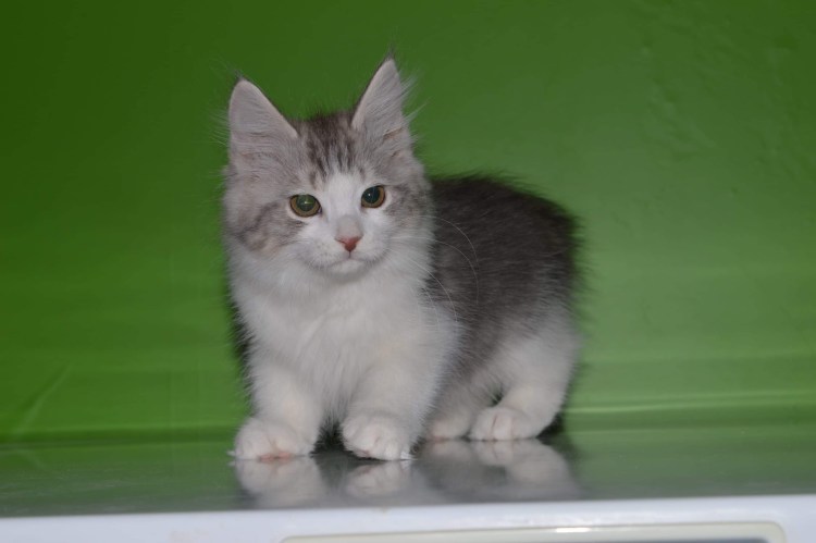 Курильский бобтейл альбинос