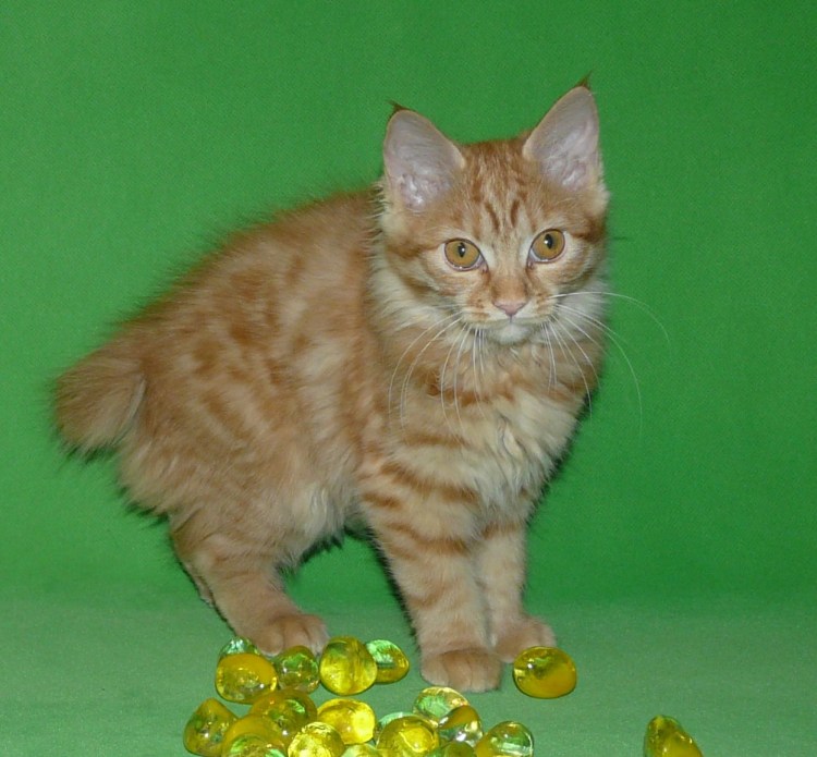 Курильский бобтейл помесь