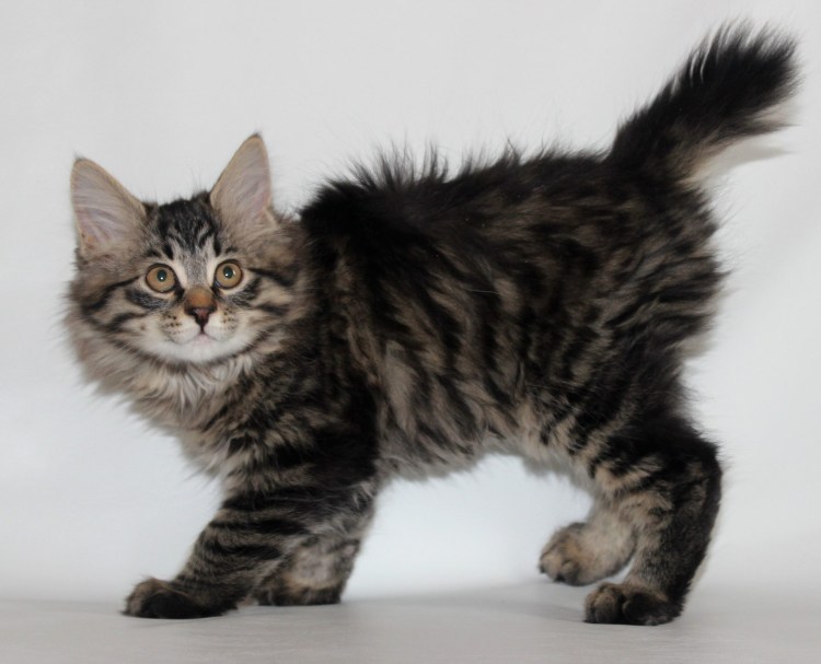 Сибирский Мейн кун