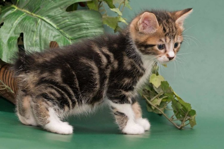 Потеряшки х Мансийск кошки