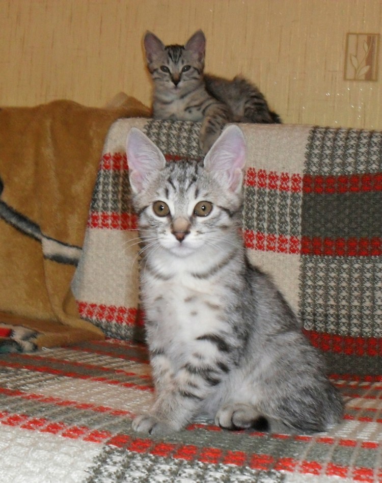 Редкая порода кошек похожая на дворовых котенок стоит 1000 долларов
