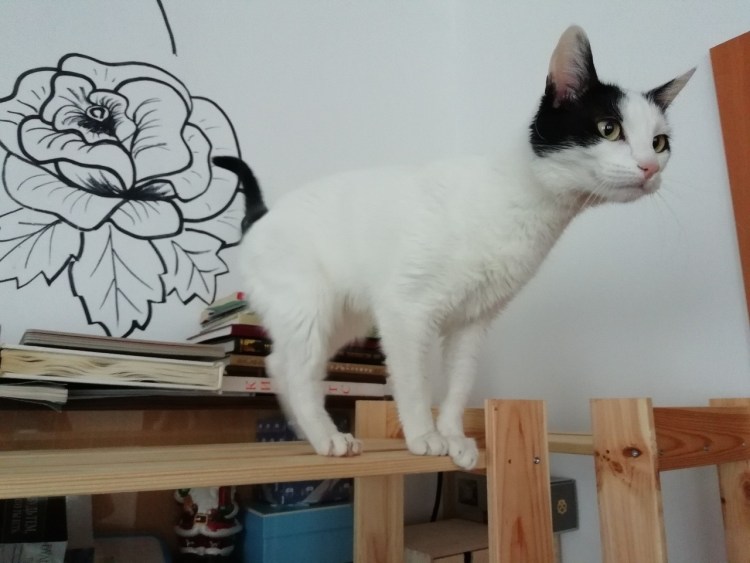 Курильский Мейн кун