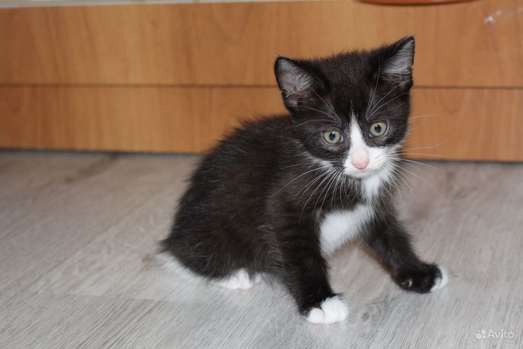 Курильский бобтейл с длинным хвостом