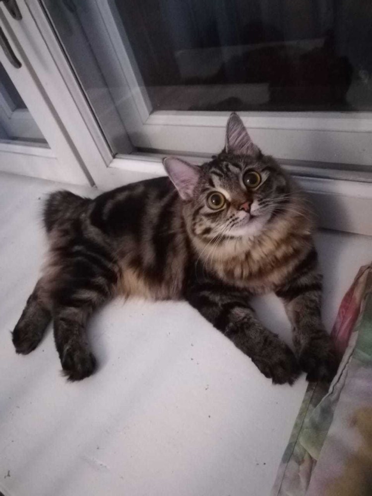 Курбоб гладкошерстный