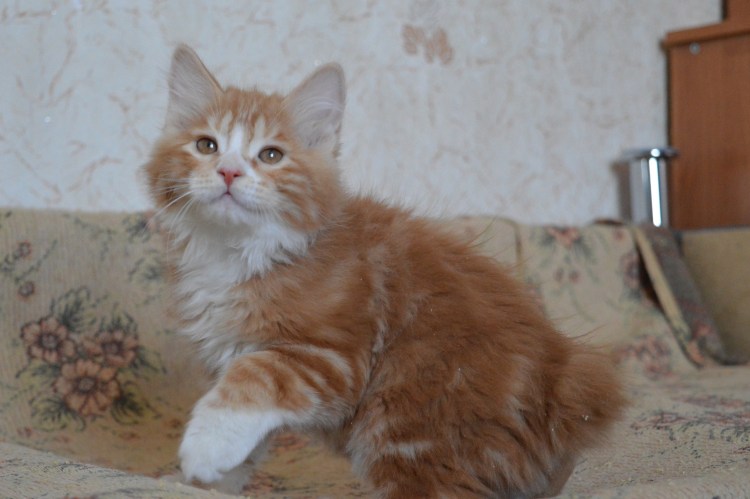 Метис Курильский бобтейл с британцем