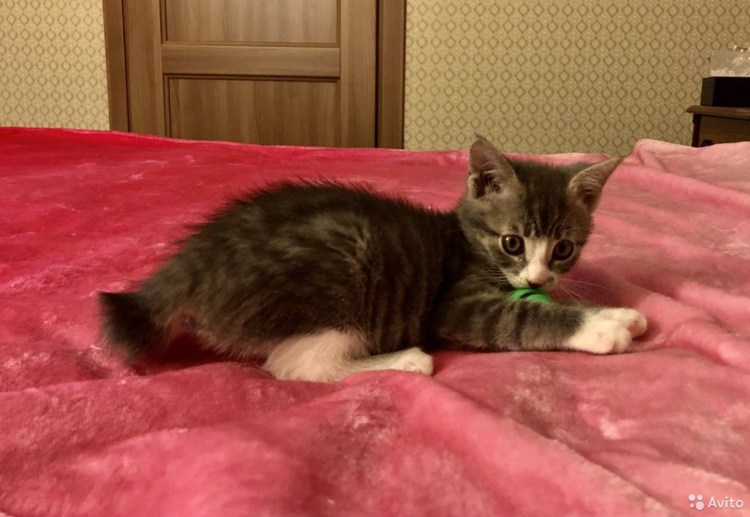 Курильский бобтейл метис