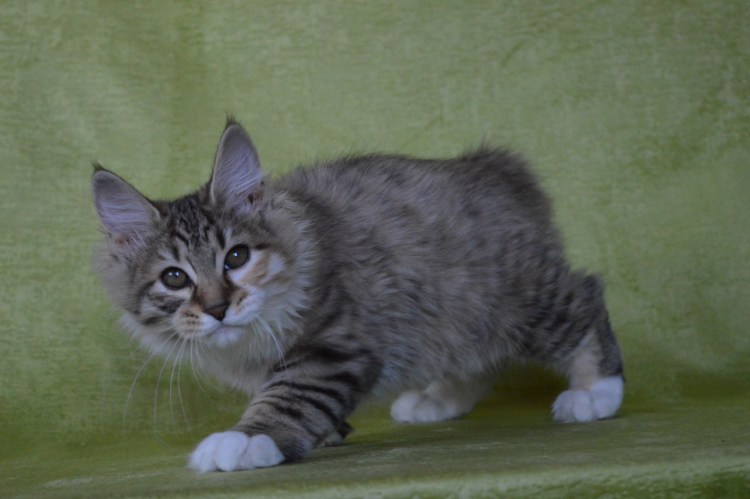 Метис курильского бобтейла светлый