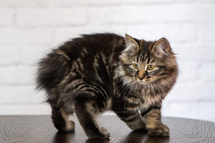 Курильский бобтейл Зевс громовержец