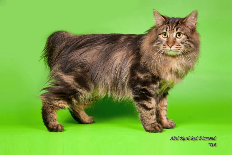 Мэнкс Курильский бобтейл