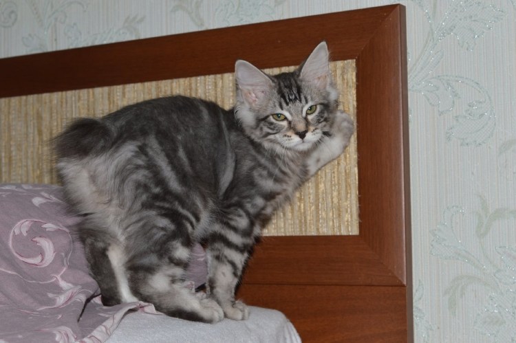 Курильский бобтейл метис