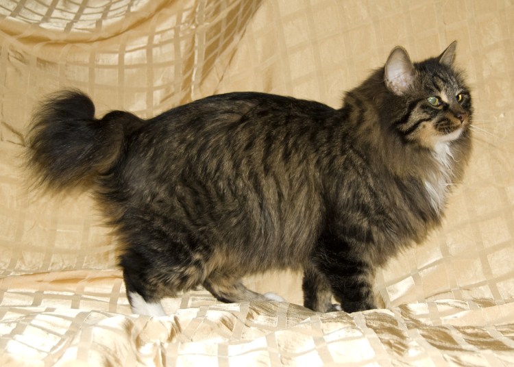 Курильский бобтейл помесь