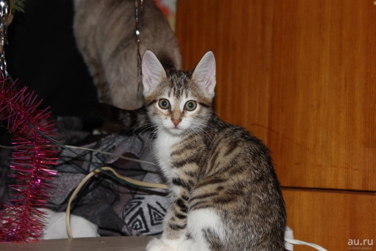 Курильский бобтейл Метиз