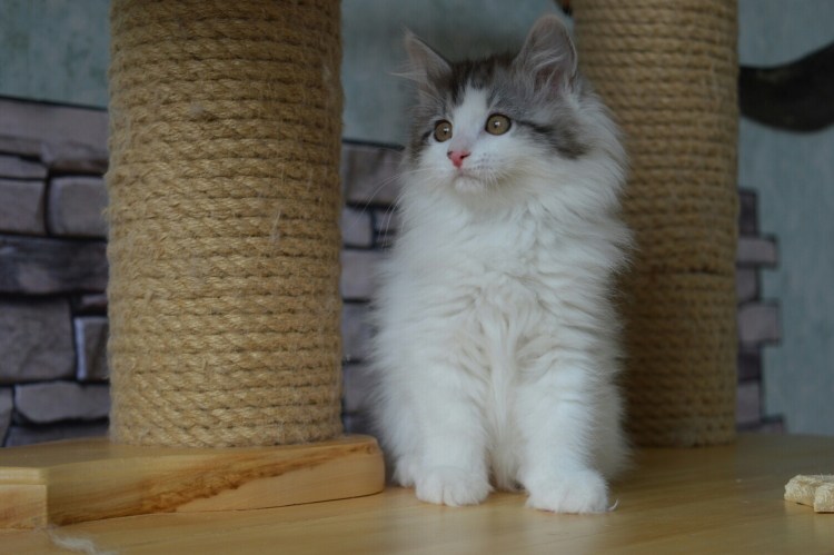 Метис кот Попуша