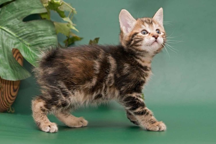 Курильский бобтейл серо белый