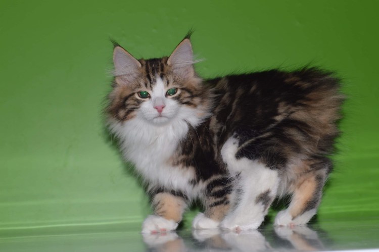 Македонский бобтейл