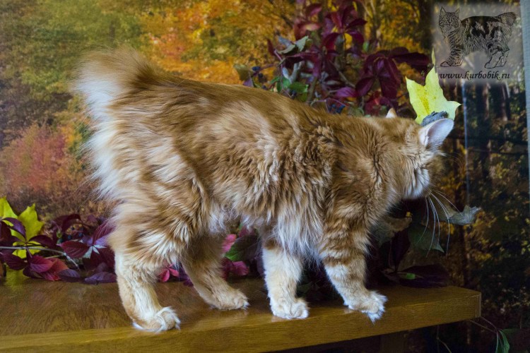 Курильский бобтейл рыжий короткошерстный