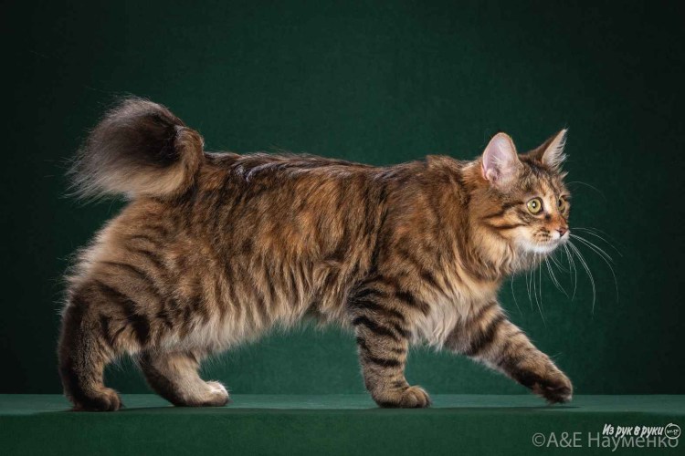 Курильский бобтейл метис