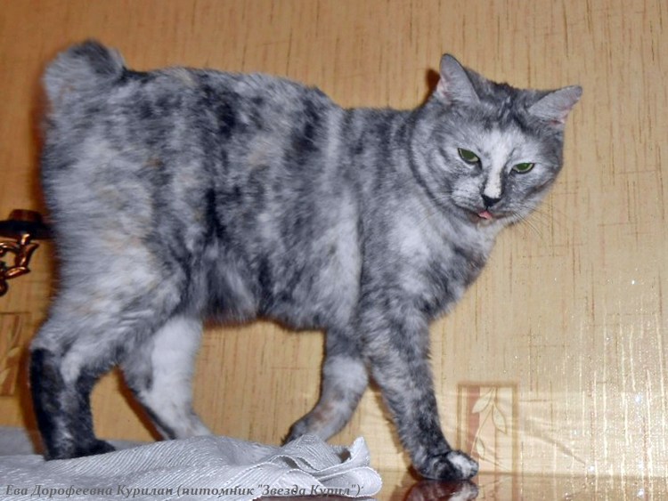 Мраморный бенгальский кот метис