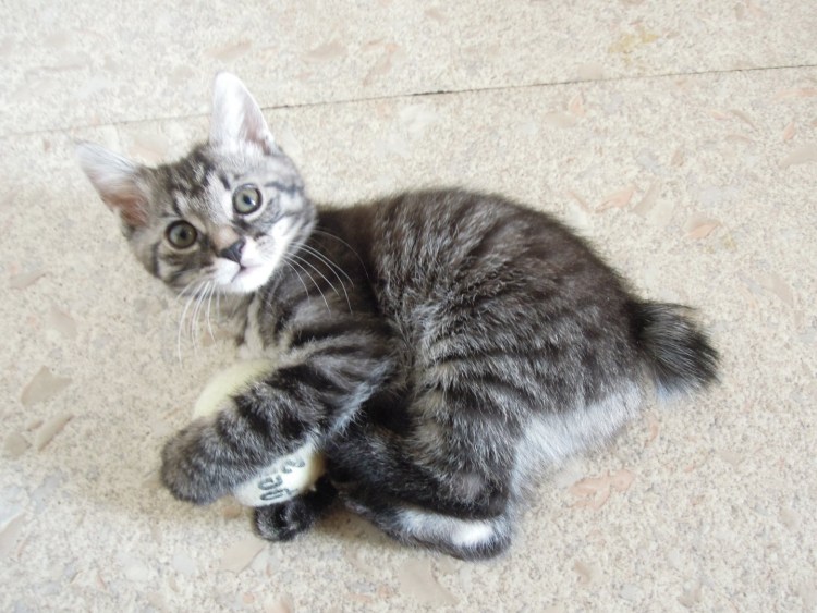 Курильский бобтейл черный мраморный