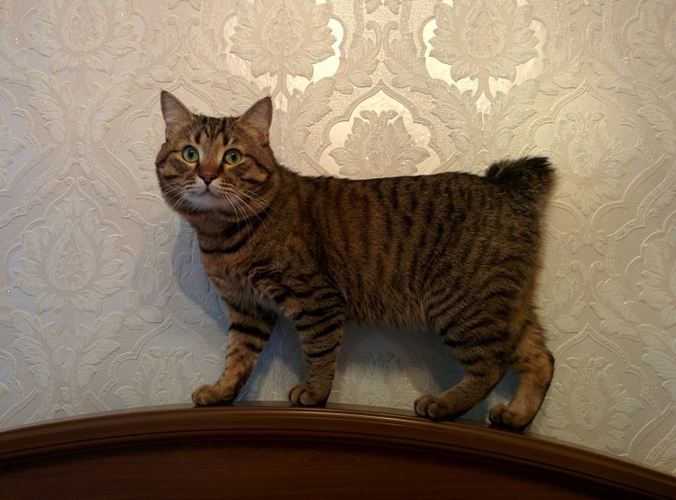 Тайская кошка метис черепаховый