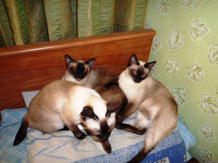 Мейн кун сбоку