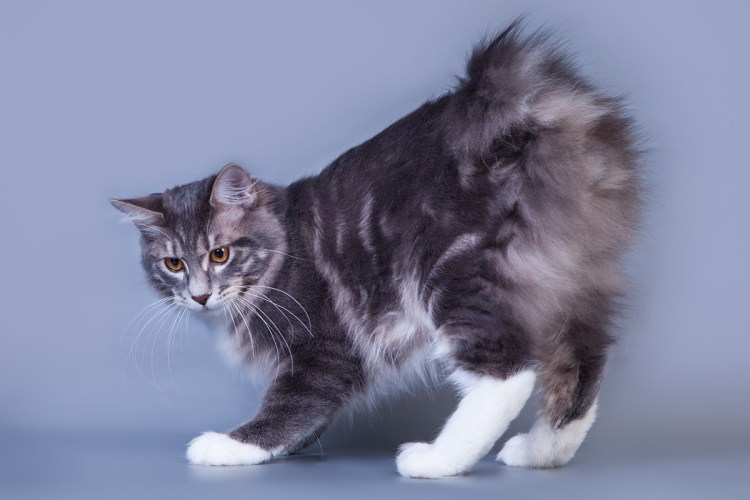 Метис бобтейла Чемберлен