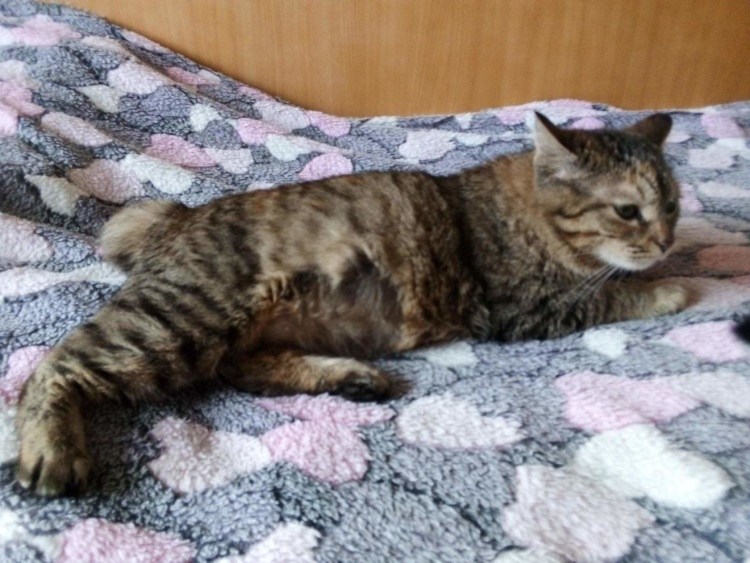 Тайский кот Блю табби Пойнт