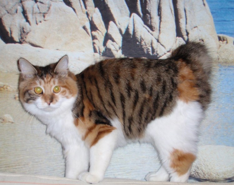 Смесь бобтейла