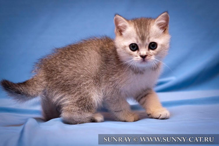 Черный серебристый тикированный ns25