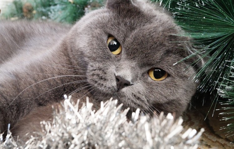 Ирландский вислоухий кот