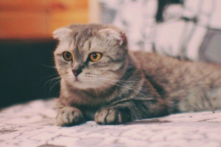 Ирландская вислоухая кошка