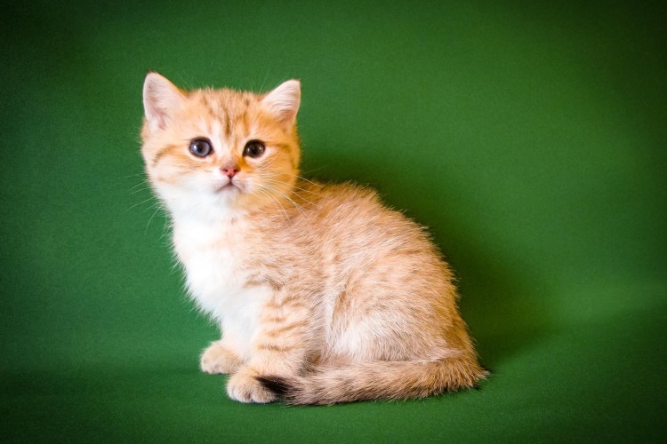 Ny24 Британская