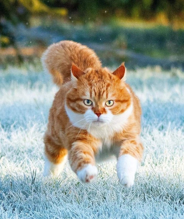 Кошка Британская вислоухая рыже белая