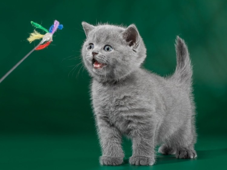 Британец Медвежонок котята