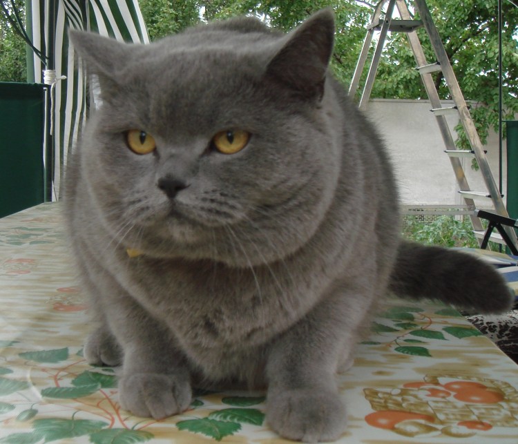 Обои на рабочий стол котята