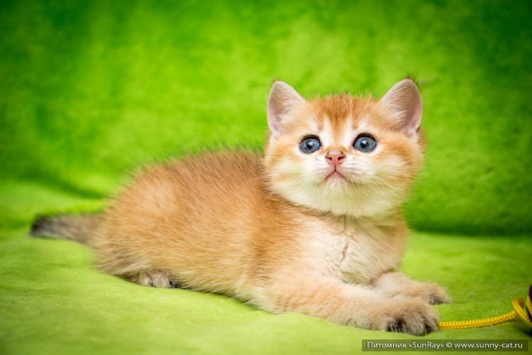 Скоттиш-фолд Шотландская