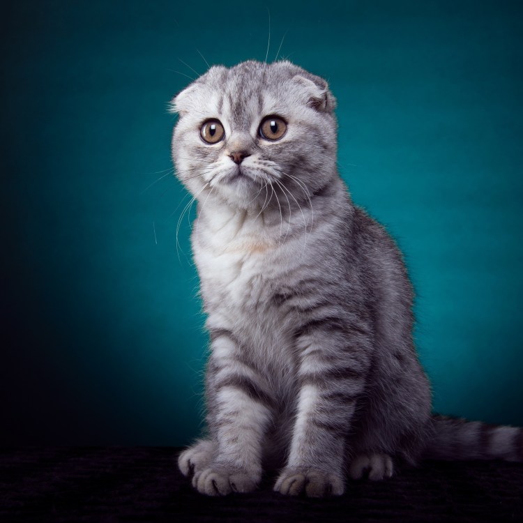 Сомалийская кошка рыжая