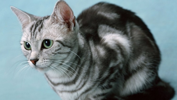 Скоттиш-фолд Шотландская вислоухая