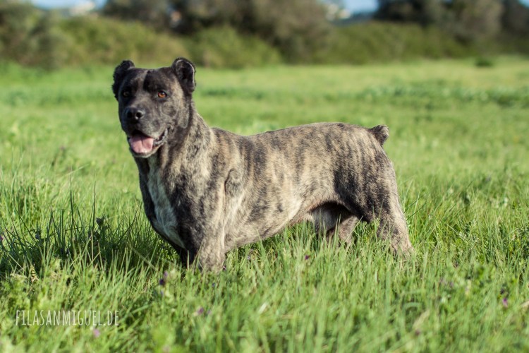Санмигельская овчарка