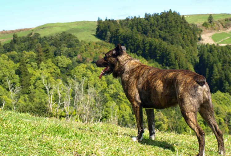Сан-мигельская овчарка