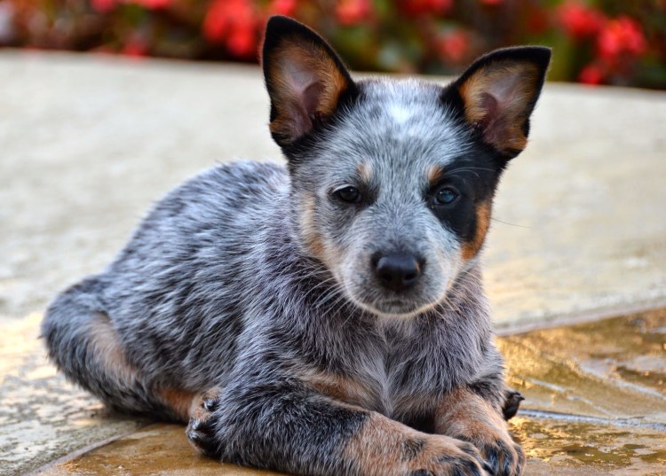 Австралийский Хилер рыжий